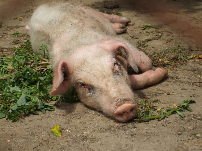 Минимальная ингибирующая и бактерицидная концентрация гамитромицина против полевых изолятов бактерий – возбудителей респираторных инфекций свиней в Европе